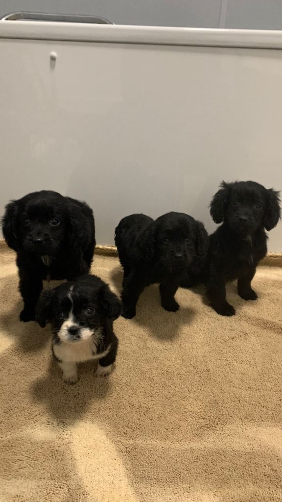 Cocker Spaniel x Springer Spaniel Puppies (Sprocker) £500 