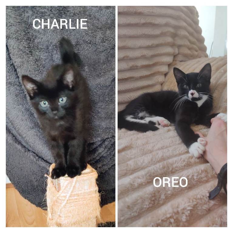 Little Troublemakers