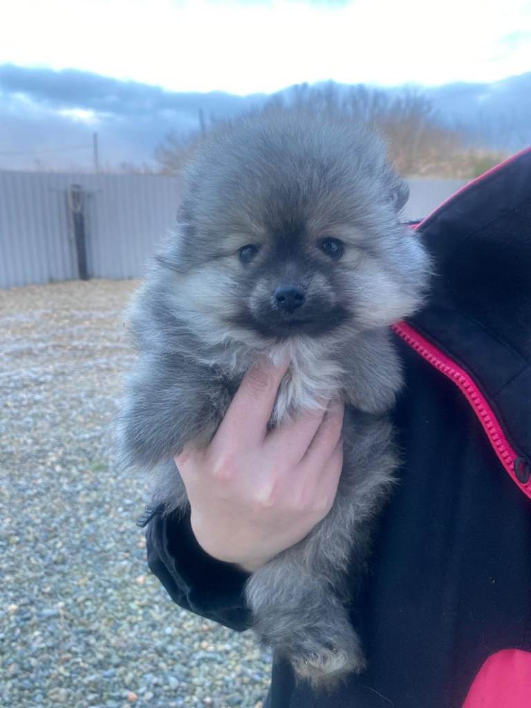 Male pomeranian puppy!!!!