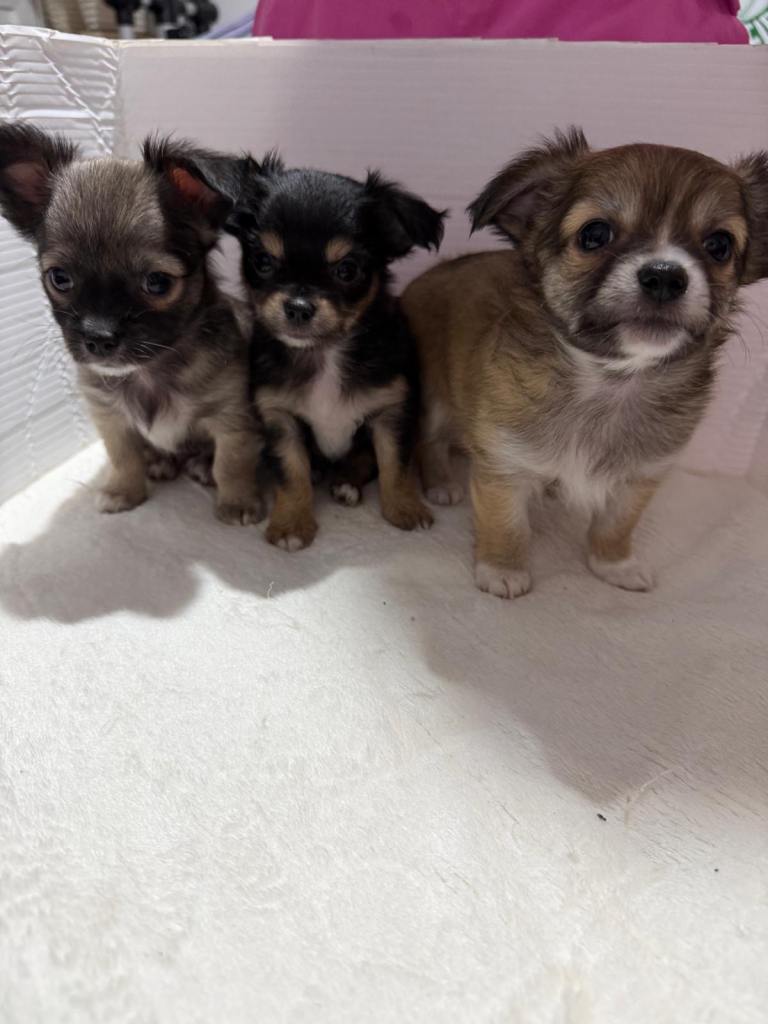 2 beautiful chihuahua boys puppies left available