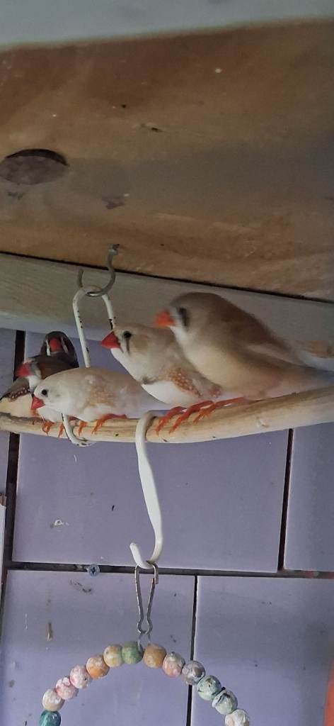 Budgies . Zebra finches 