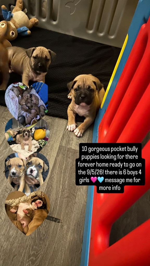 POCKET BULLY PUPS looking for forever home 