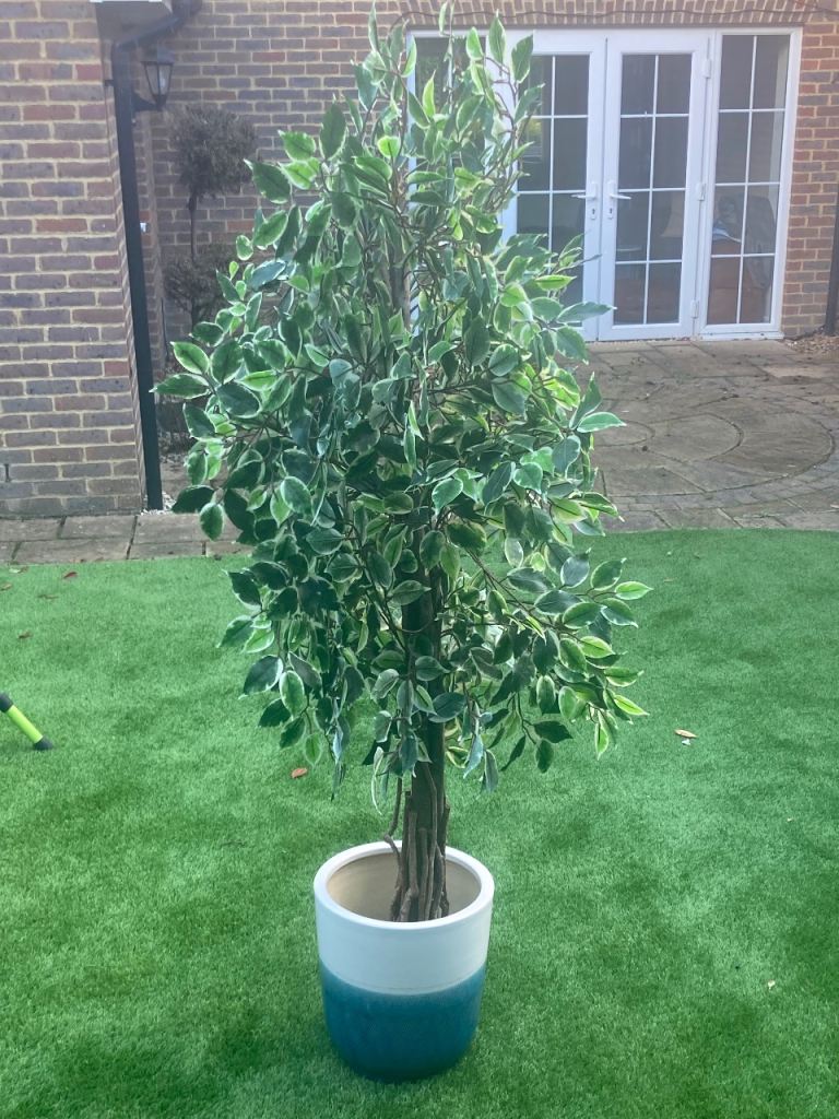 Large 5ft Artificial Variegated Ficus Tree with Ceramic Pot