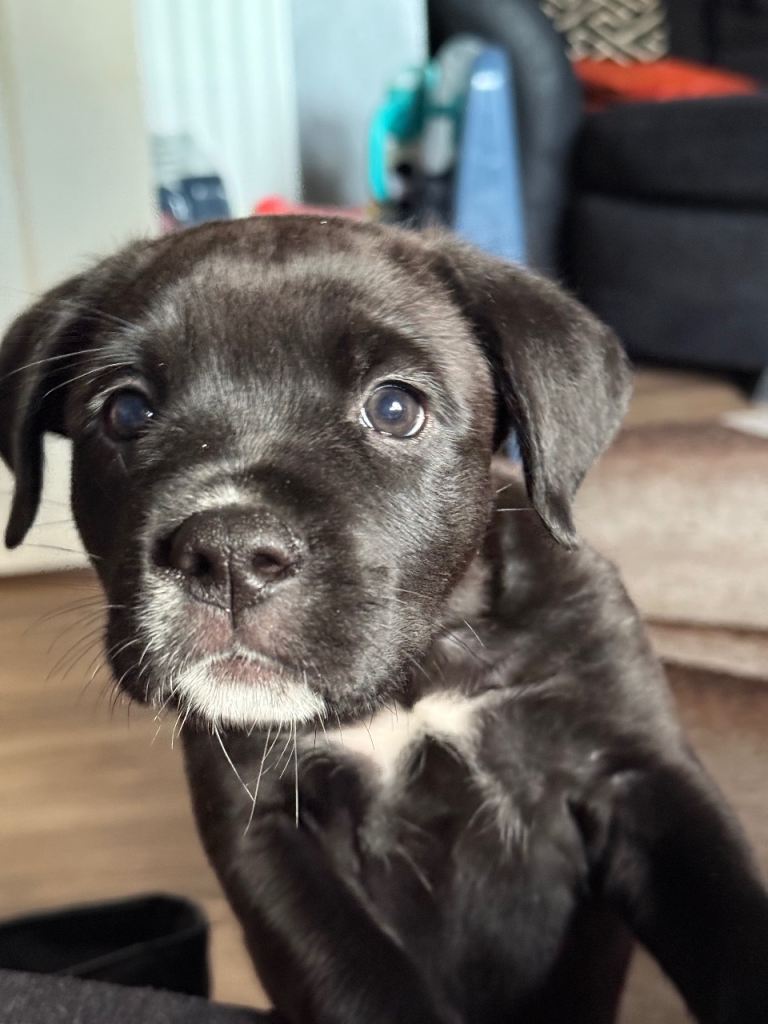 Rottweiler cross with cane corsO REHOME