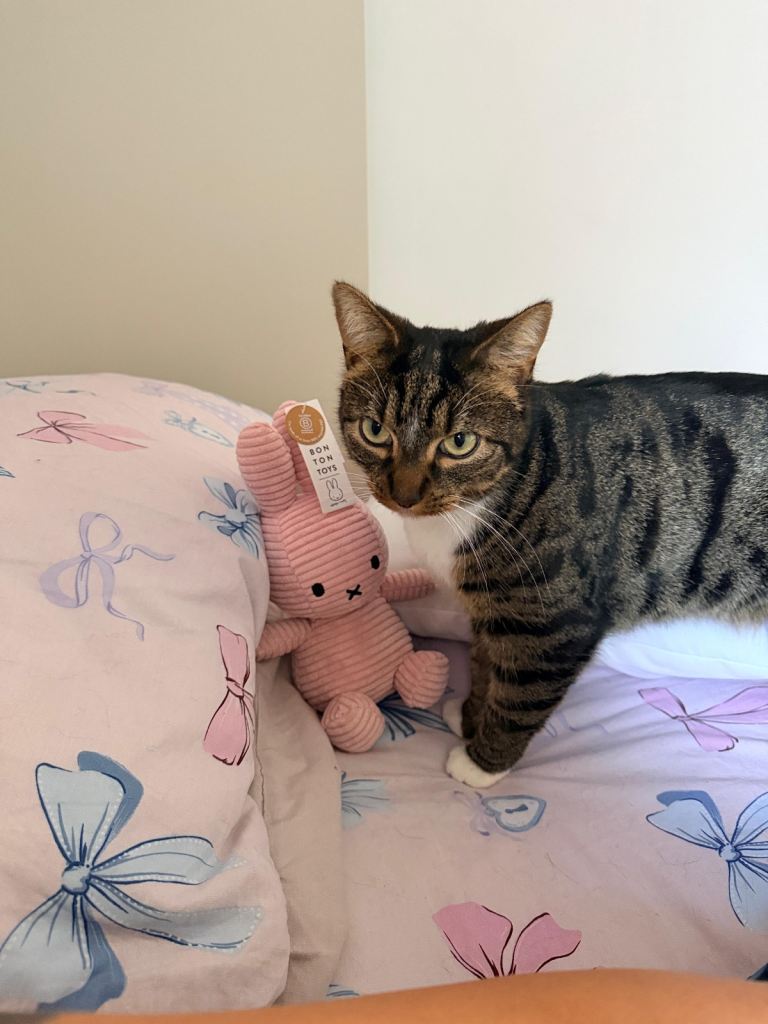 Beautiful 2-Year-Old Female Cat Looking for a Loving New Home