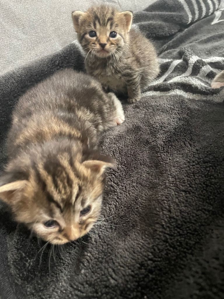 Gorgeous kitten 