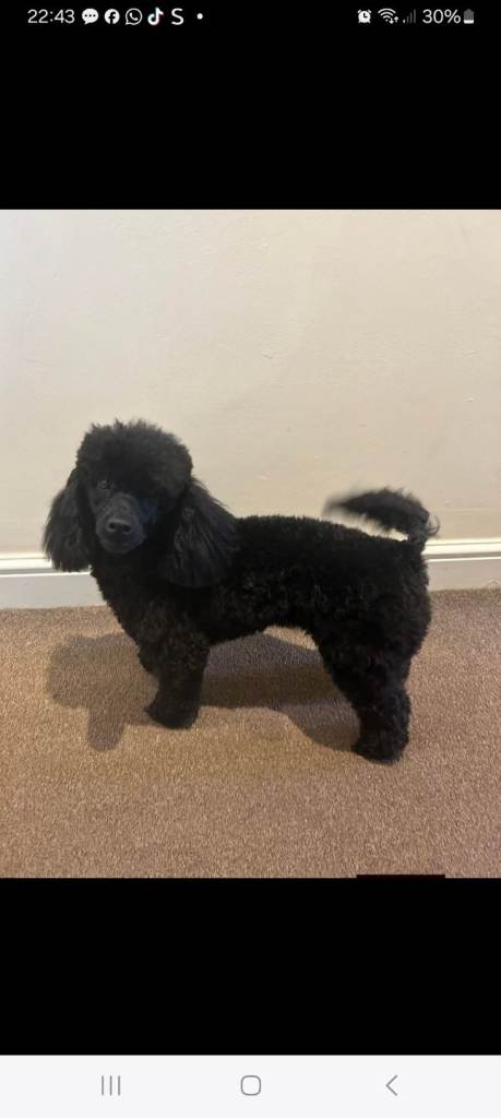 TOY SHNOODLES READY 21ST DEC