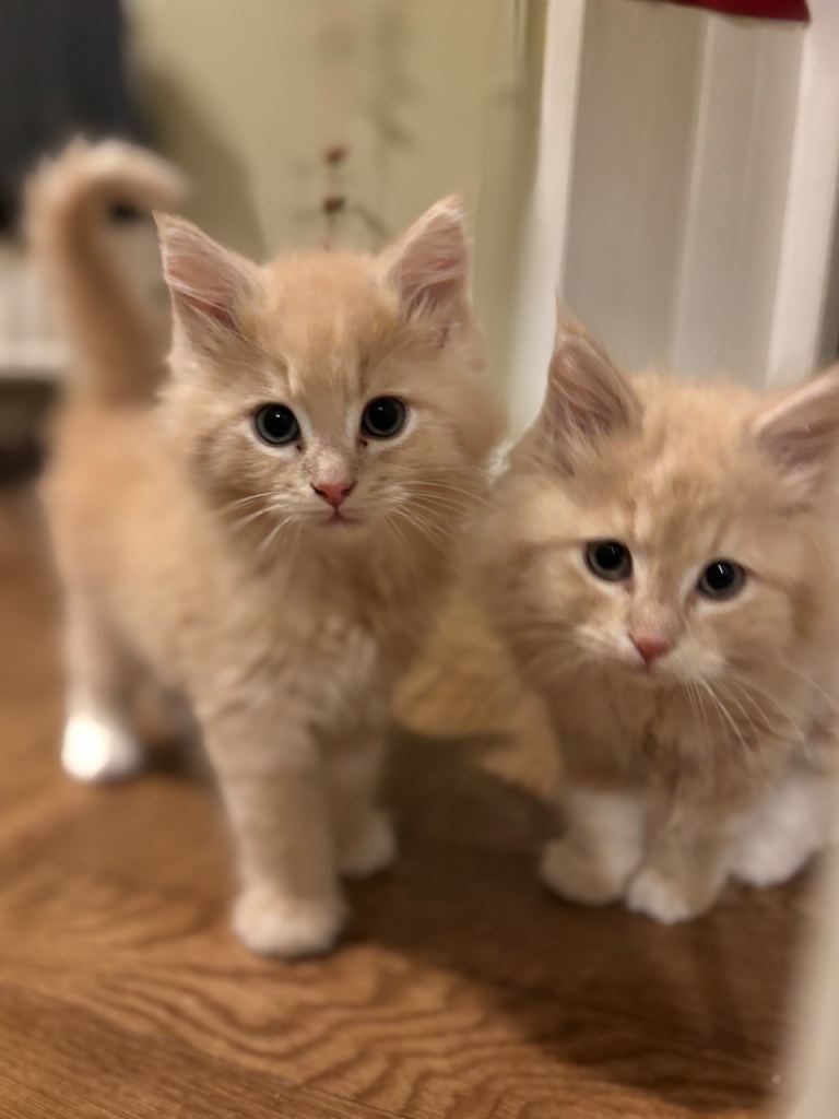 Maine coon x kittens