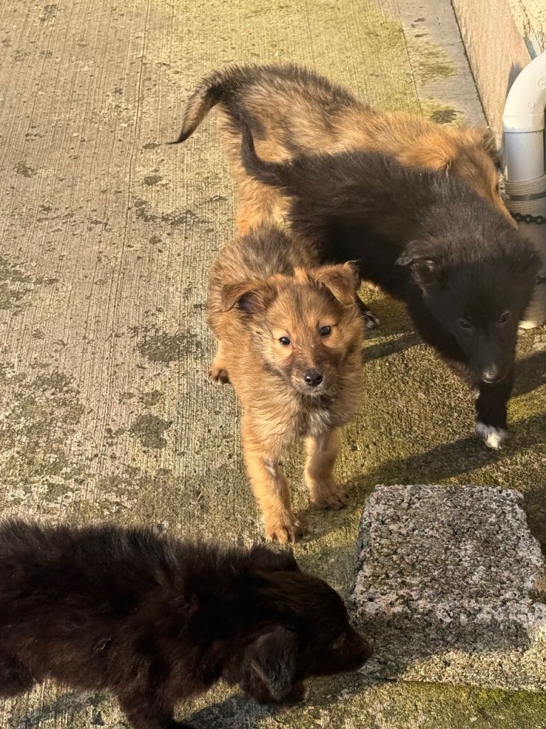 Rough collie x retriever 