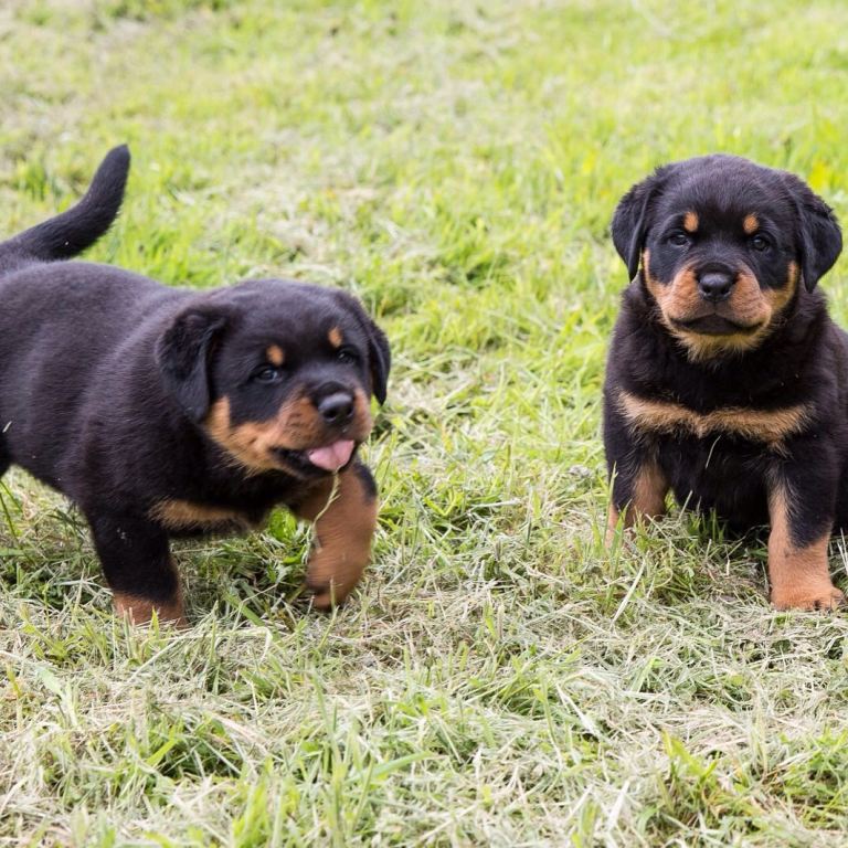GERMAN ROTTWEILER PUPPIES FOR SALE