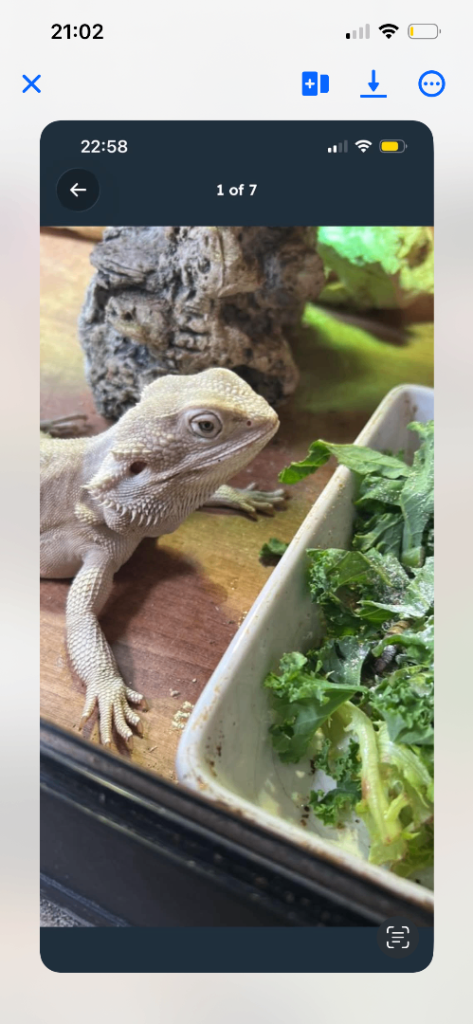 Beared dragon 