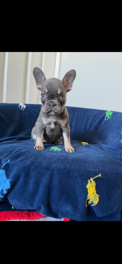 French bulldog pups 