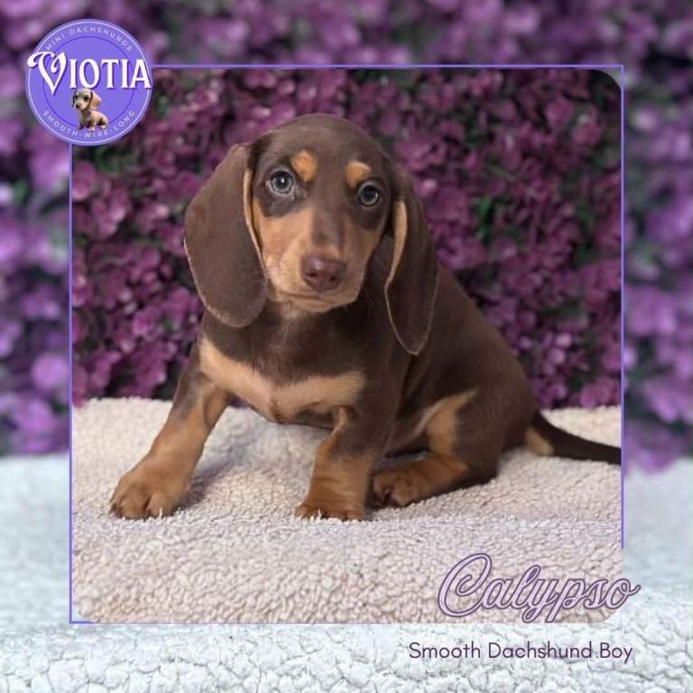 Stunning Miniature Dachshund Puppies | Silkie & Smooth | Ready Now