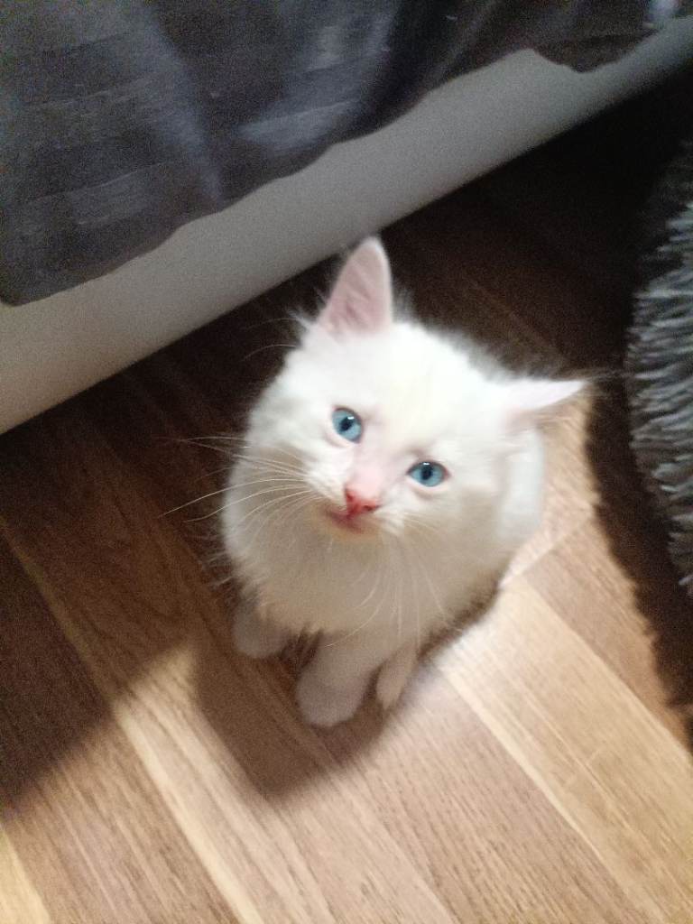 *** WHITE TURKISH ANGORA *** 