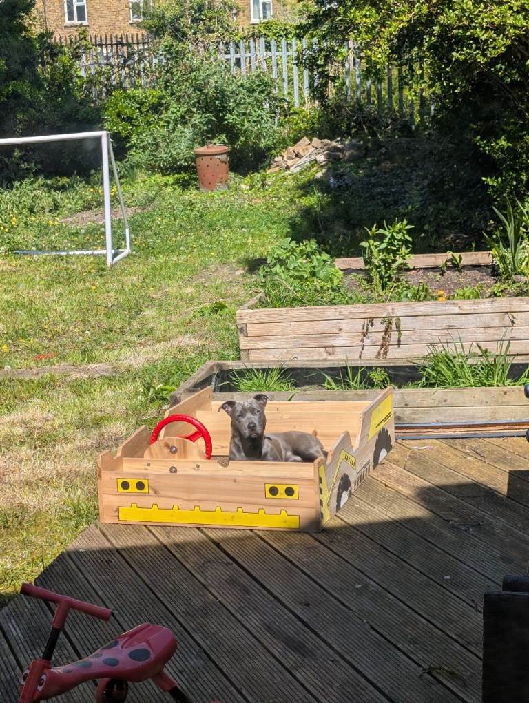 Franchi cross dachshund 