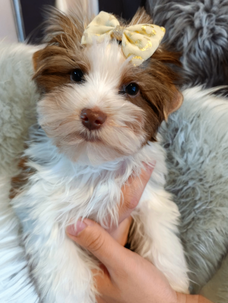 Colorfull Yorkshire terrier 