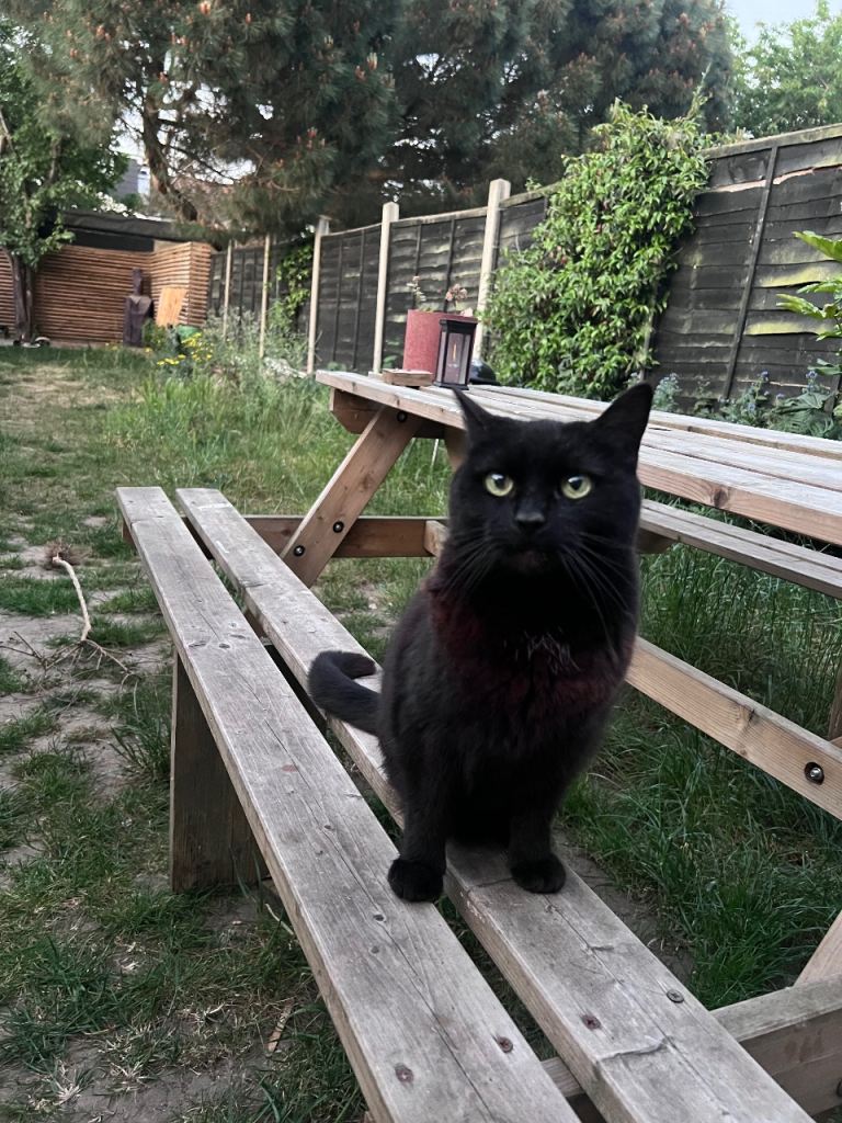 Adult cat needs new home
