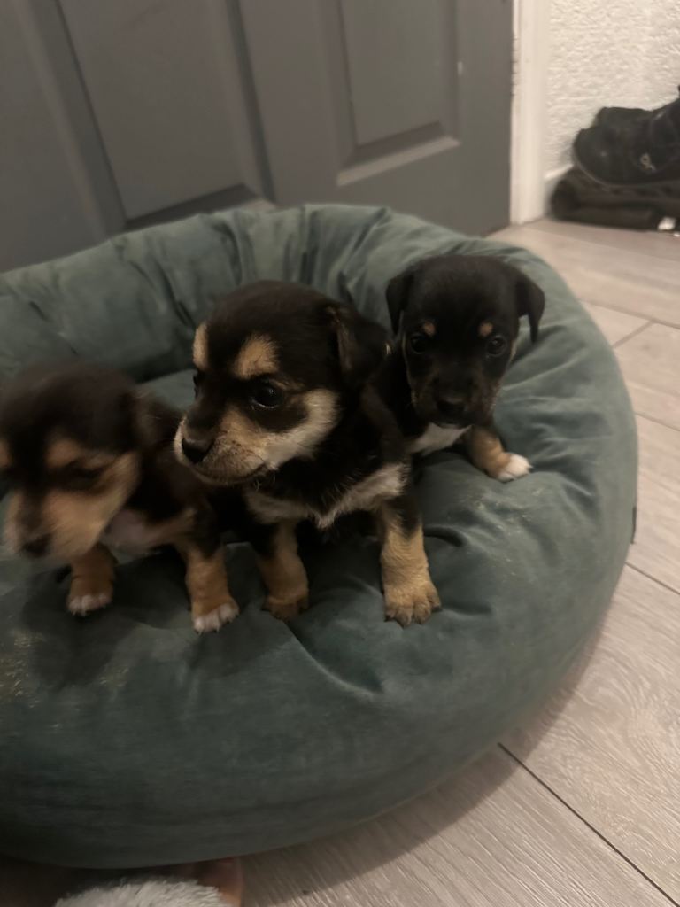 Beautiful litter of Border terrier xpuppies black & tan