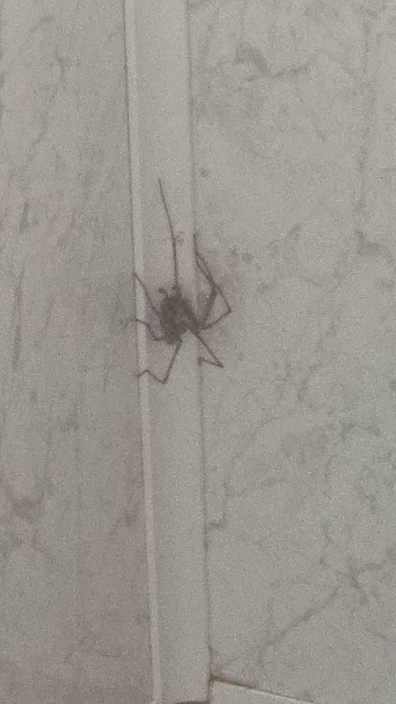 Captain America and falcon original 1978