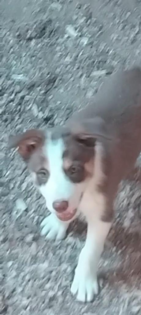 Border collie puppies 