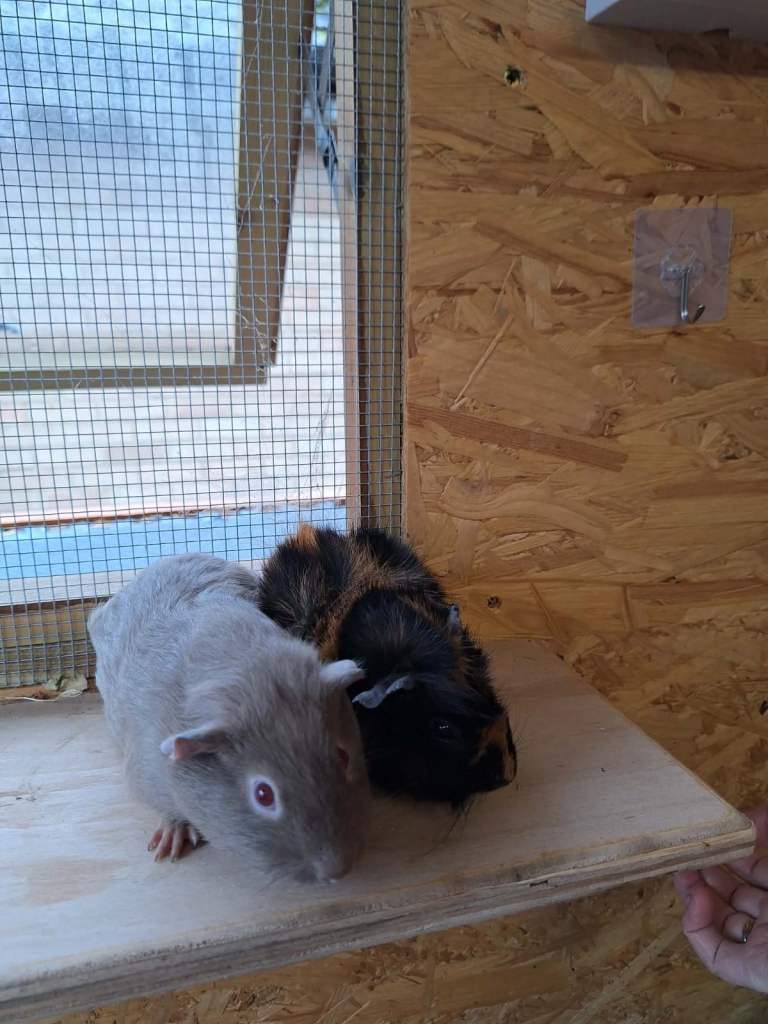 Baby Male Guinea pigs 