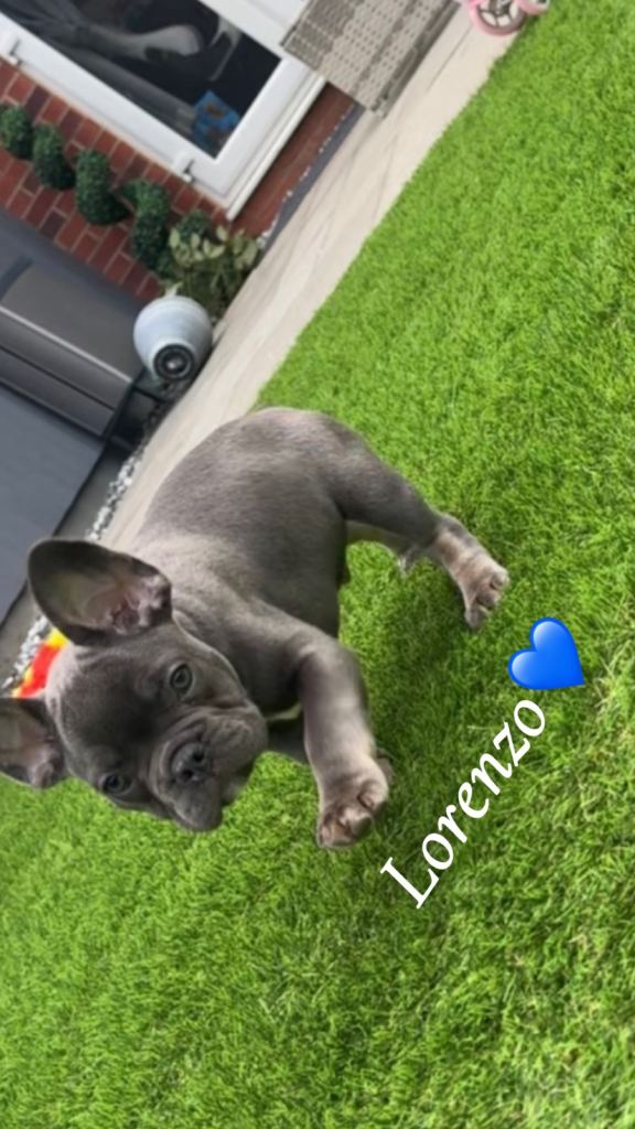 French bulldog 