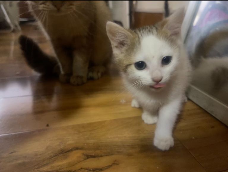 Kitten for sale (golden tip British short hair lineage) 