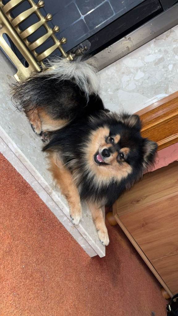 Pomeranian 