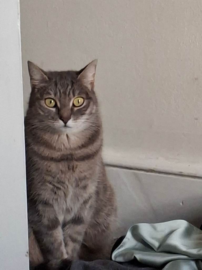 Missing cat