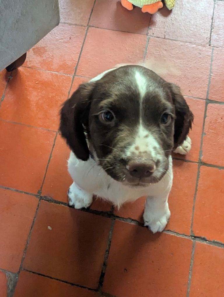 Sprocker puppies for sale