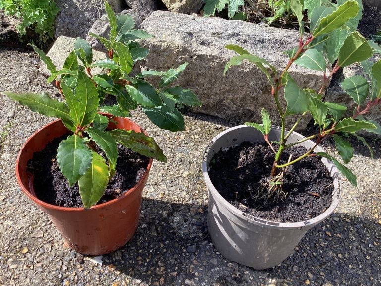 Small established Bay trees £5 each