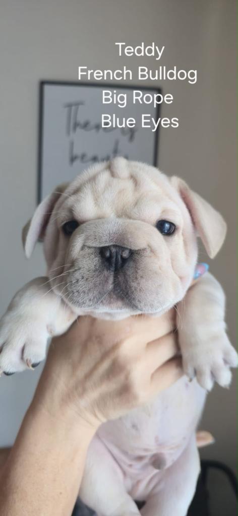 French puppies 