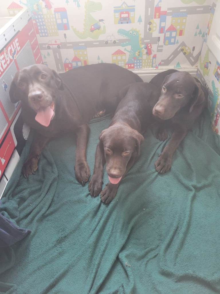 Chocolate Labradors 