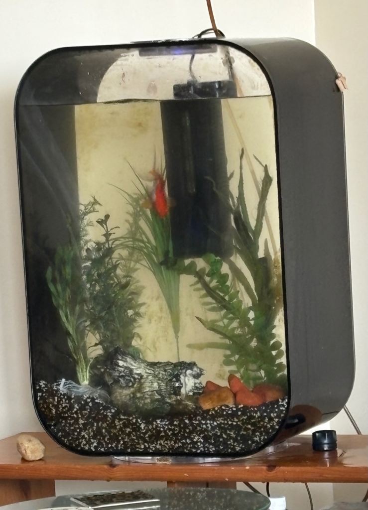 Biorb fish tank 