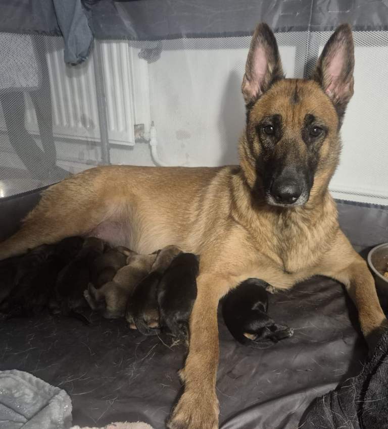 Beautiful German Shepard Belgium Malinois staffy cross puppy’s 
