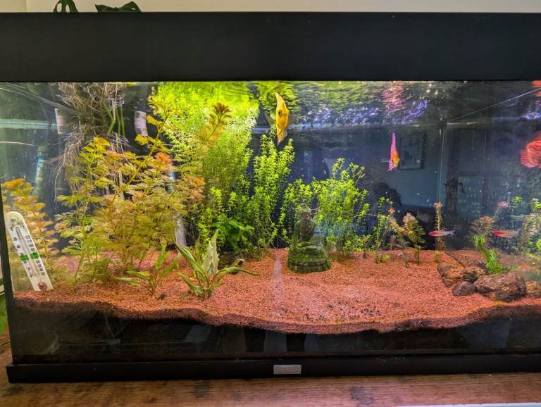150L Juwel Aquarium hi-tech setup with healthy Discuss