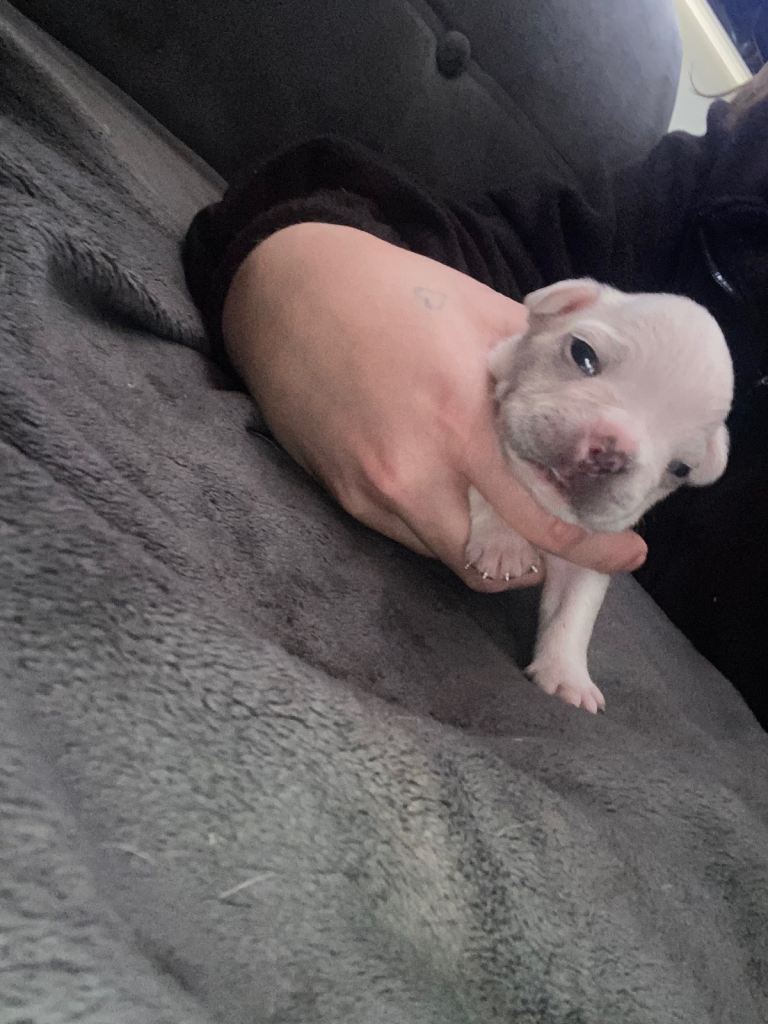 French bulldog puppies 