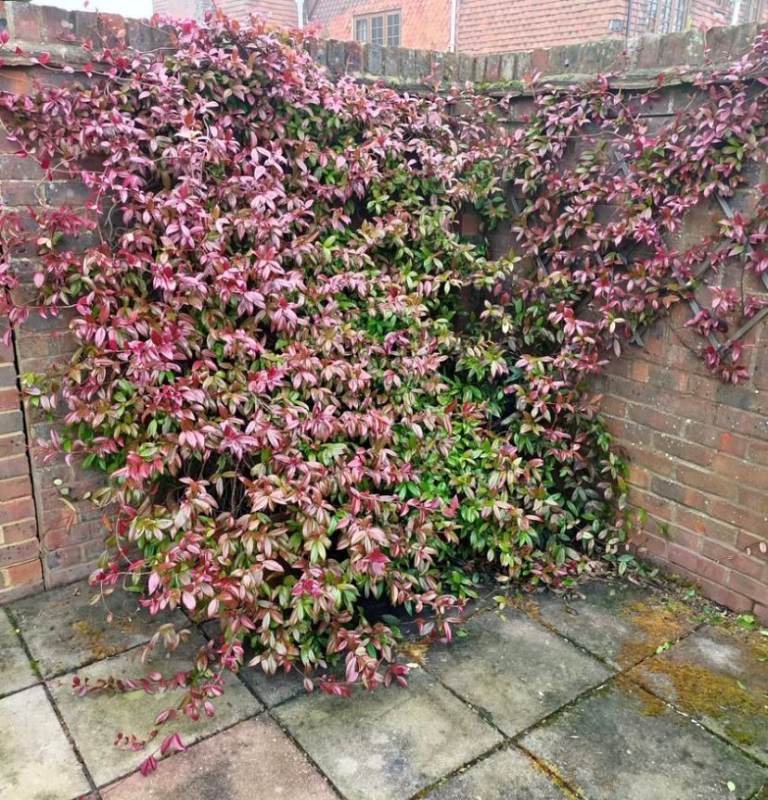 Selling my huge Established Evergreen FRagranced Jasmine Climbers in 2 Pots
