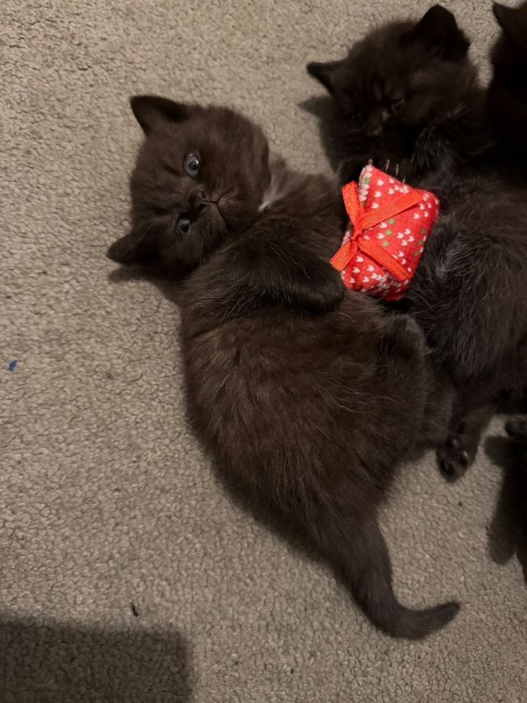 British shorthair kittens