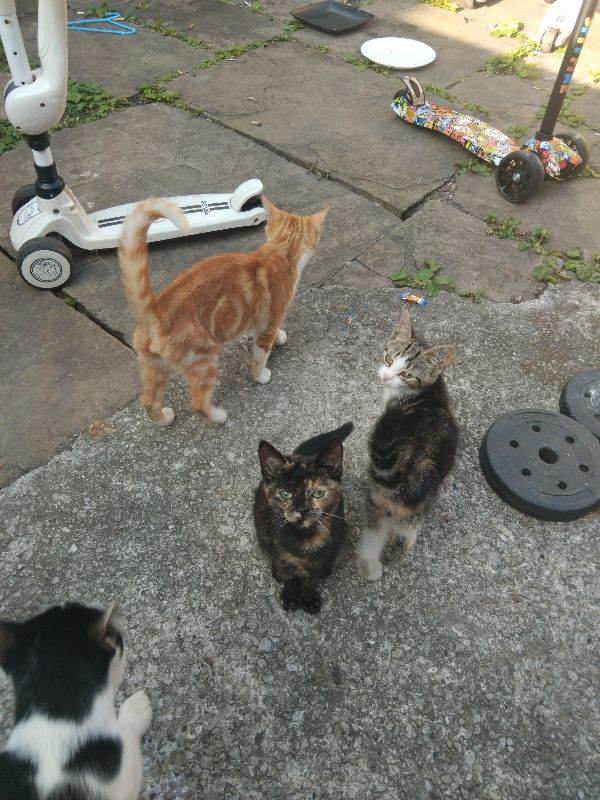3 ready for new loving home