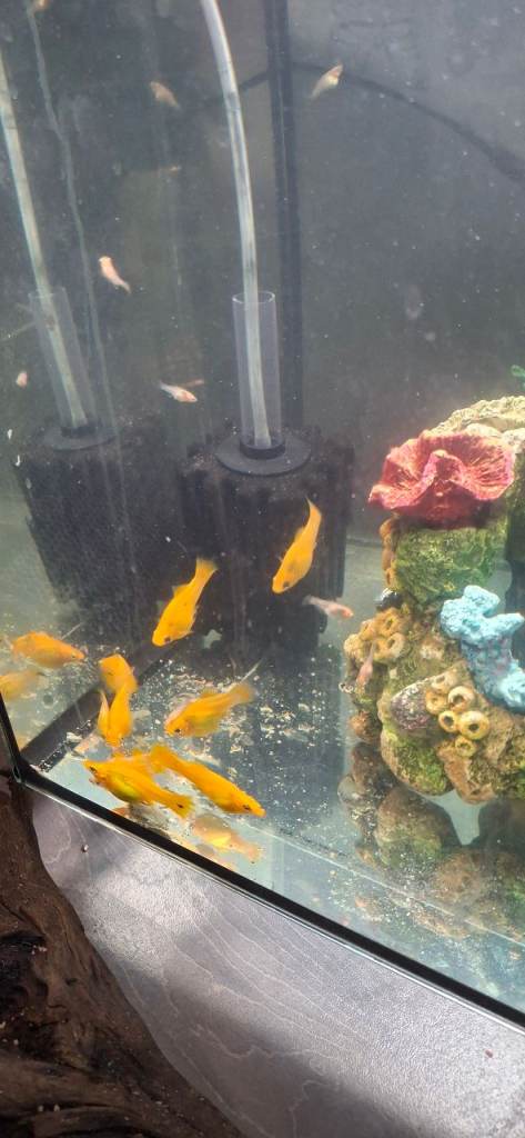 Yellow mollie fish. 