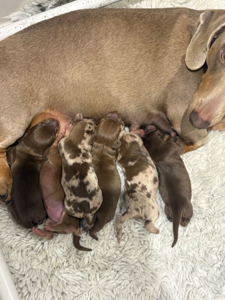 Beautiful litter of dachshund puppies 