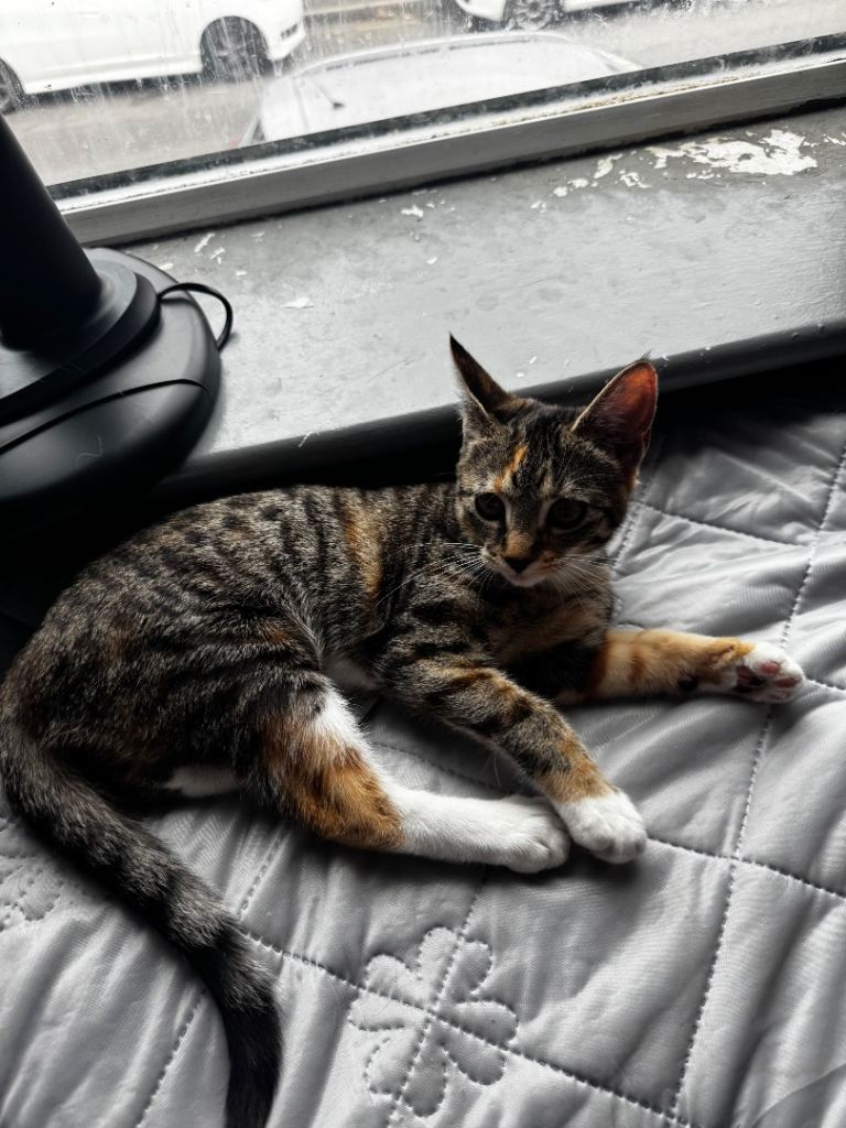 Beautiful Female kitten 
