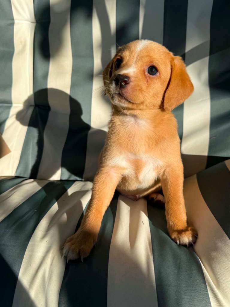 1 Male Cockapoo x Chihuahua pup remaining