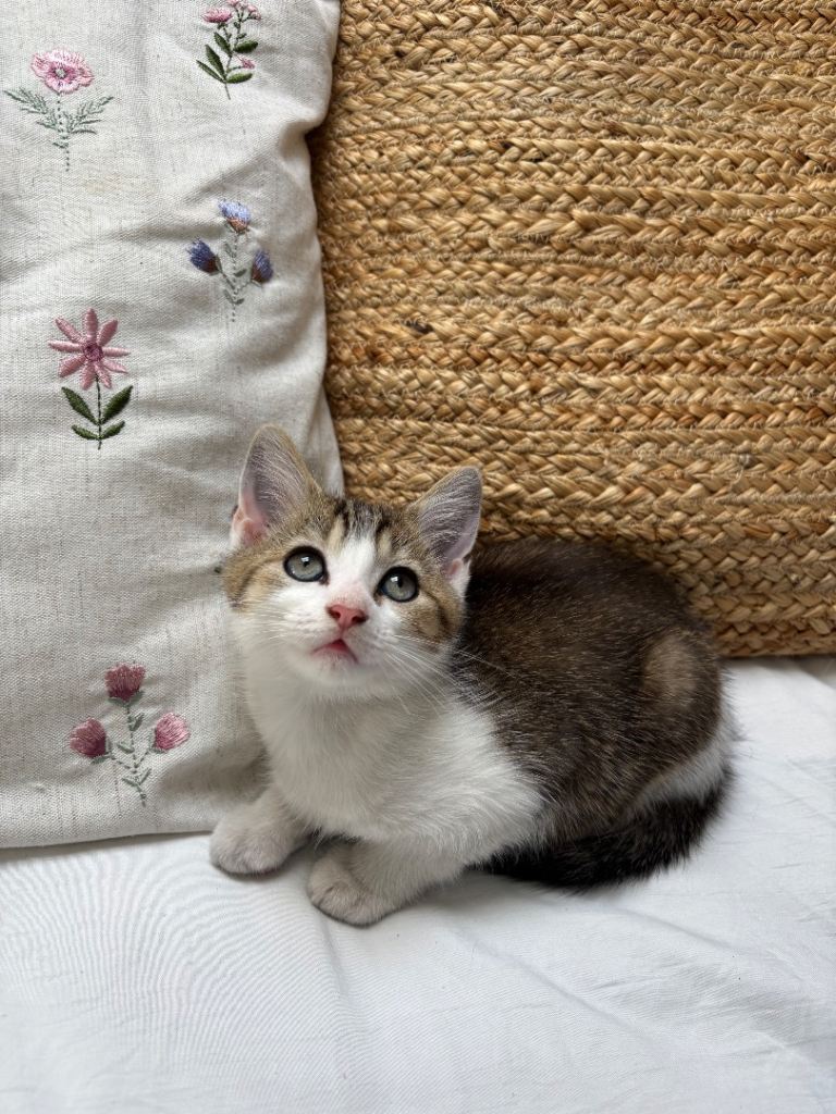 Male Kitten 