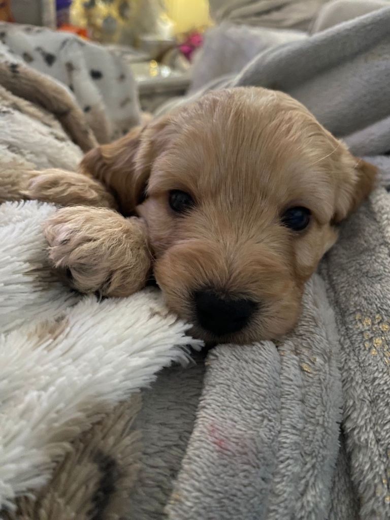 1 beautiful male Cockapoo puppy left 