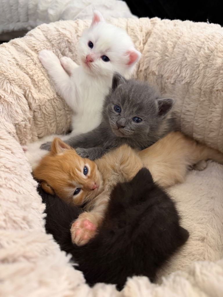 5 beautiful kittens for sale