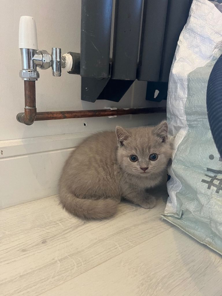Pure Breed British Shorthair Kittens
