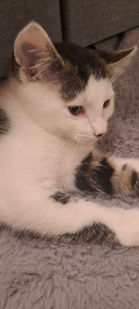 11 week old male kitten 