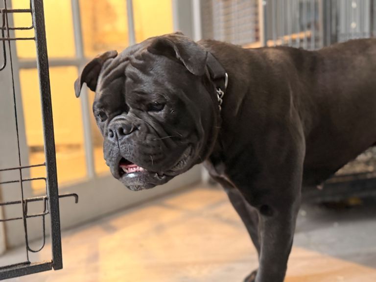 Old time bulldog female 